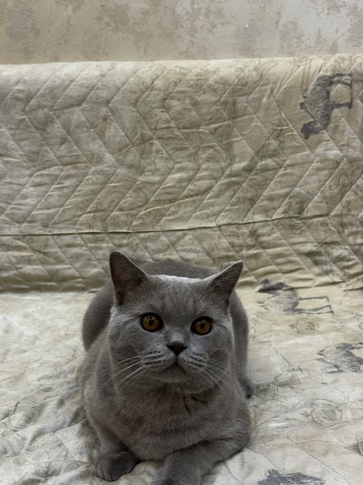 Кот Скотиш Страйт
