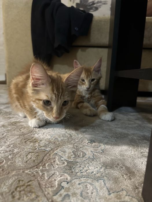 Продаются котята