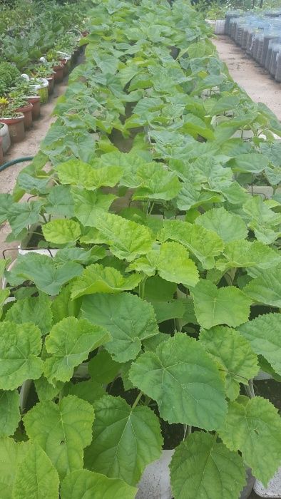 Vand puieti paulownia tomentosa ( la ghiveci )