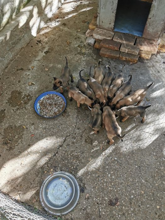 Белгийски овчарки малиноа