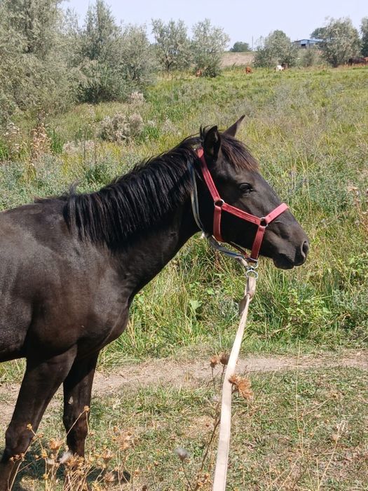 1,5жасар тай дені басы сау сатылады