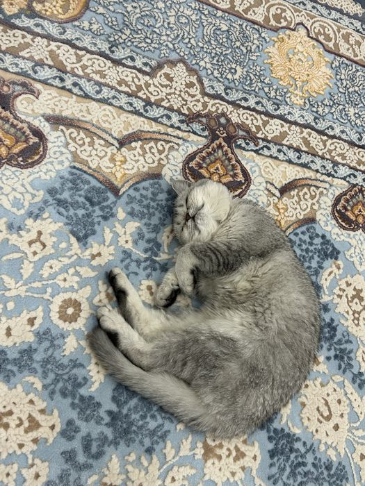 Продаю котенка британскую короткошерстную  девочка