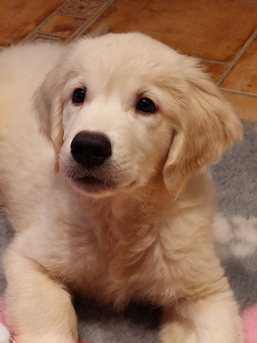 Vand catelus de golden retriever