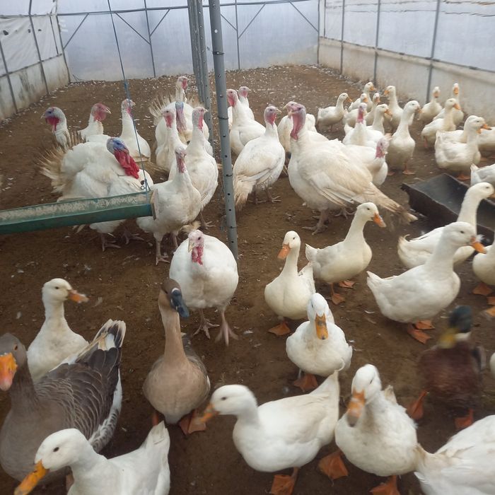 Curcani și curci de vânzare