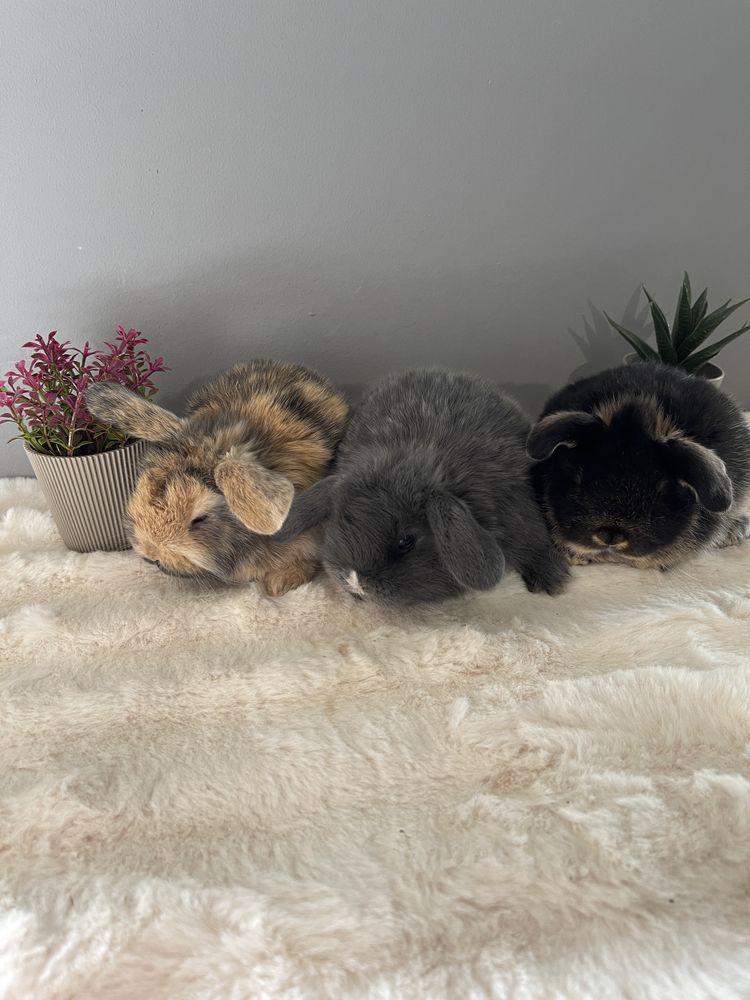 Iepurașii pitici Holland lop mini lop berbec pitic