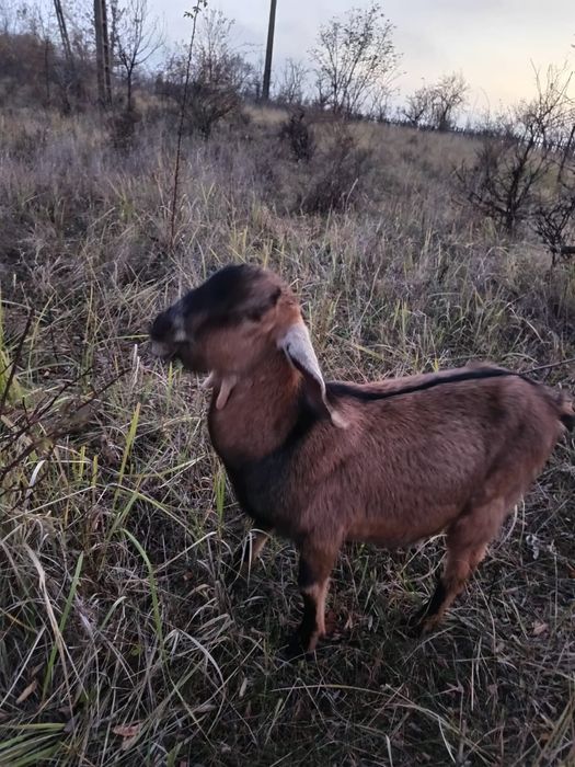 Tapi Anglo Nubieni 9 luni