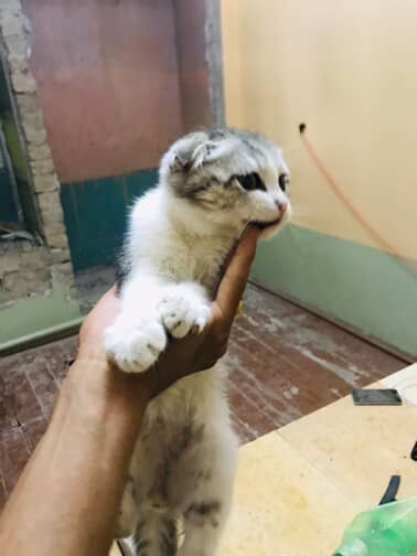 Британка вислоухая