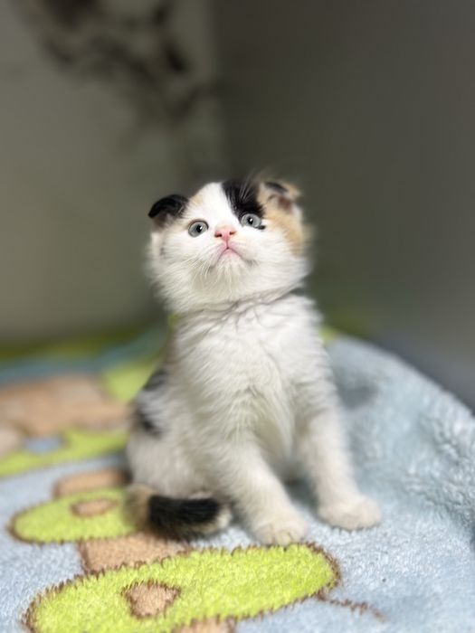 Продаеться девочка