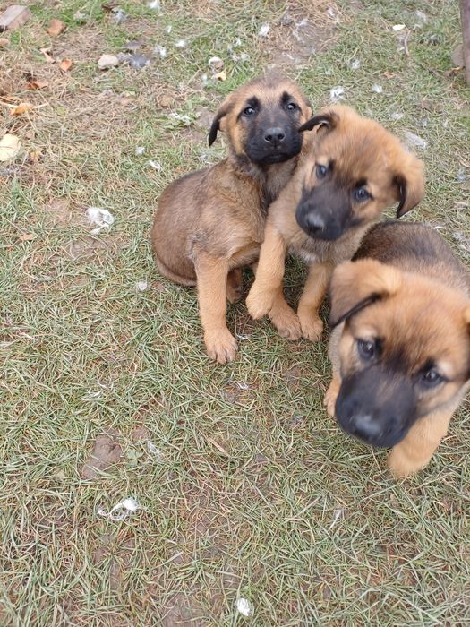 Ofer gratuit 3 catelusi