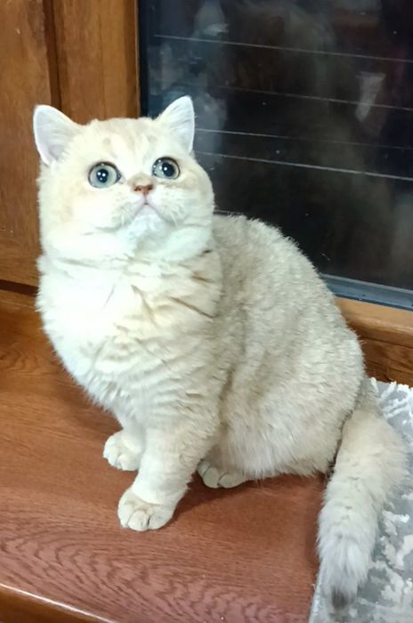 Продаются девочки британки ny11