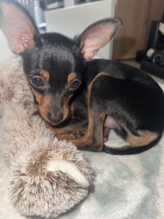 Продам Той-терьер Срочно 35.000т связи отьезда