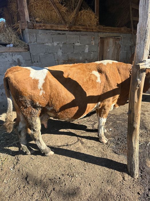 Vând vaca bălțata cu doi viței