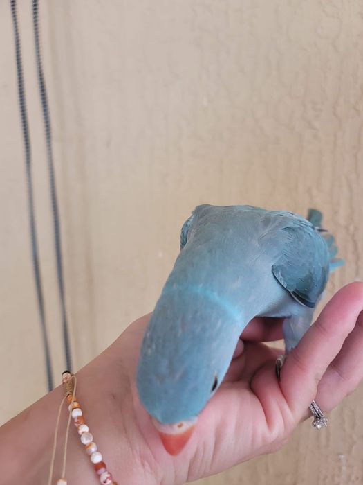 Papagali micul alexandru pui blanzi crescuti la mana