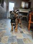 Ciobănesc Belgian Malinois