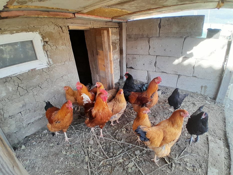 Әтеш Тауык сатылады 5000