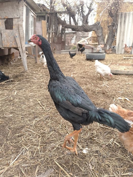 Продам или обмен