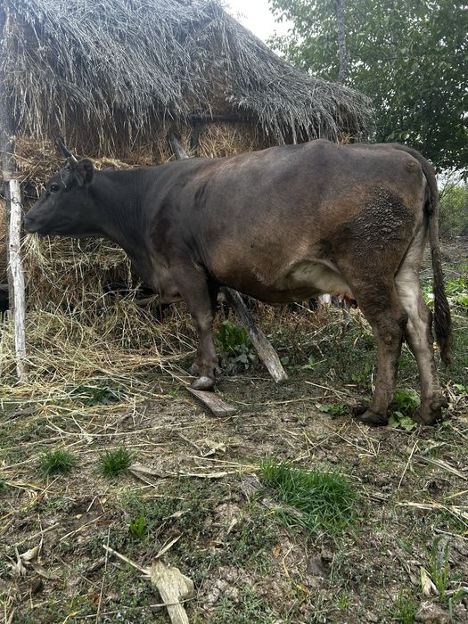 vand vaca cu vitel in burta are 2 fatari