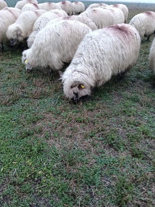 Oi disponibile de la primul miel până la al-5-lea miel.