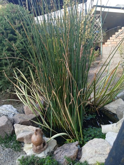 Имеются на продажу водные ростения,Аир, Мискантус