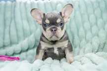Bulldog francez baietel