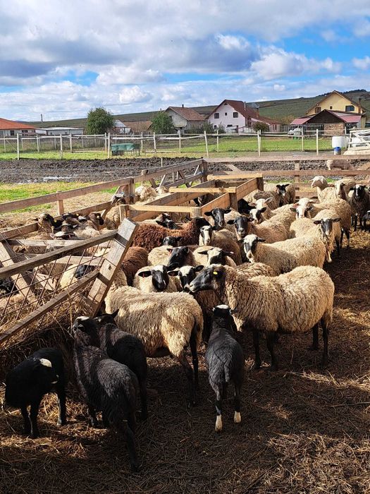 Oi Romanov cu miei – rasă pură, foarte productive