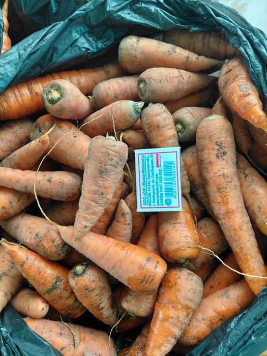 Продам морковь  домашнюю.