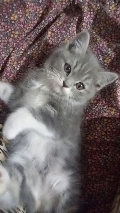 Paxmoq mushuk sotiladi