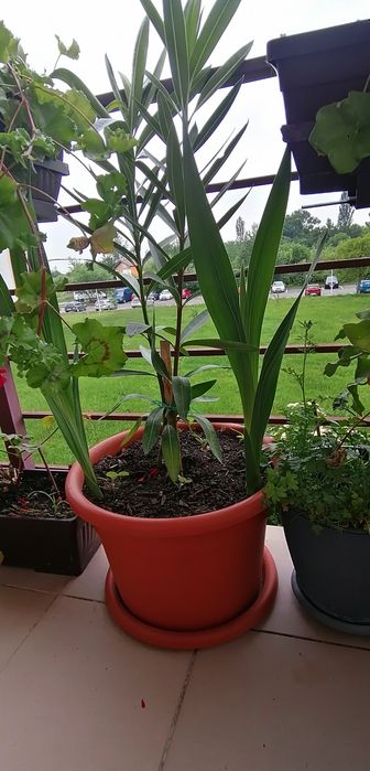 Leandru înălțime 80 centimetri, 90 cm, 1 metru, în ghiveci mare de 25L