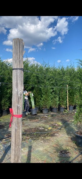 Cupressus leylandi gard viu veșnic verde