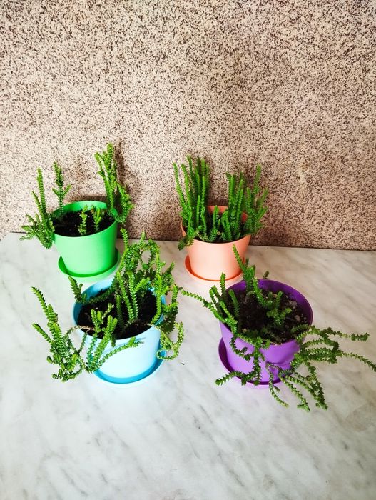 Продам комнатный цветок "Толстянка плауновидная"