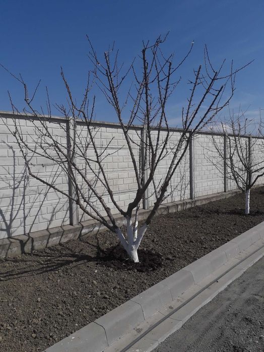 Curățare, toaletare pomi fructiferi