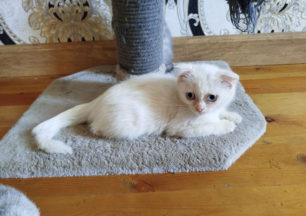 Скотиш фолд кузи мовий ранг киз бола мушукча сотилади