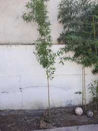 Бамбук китайский
