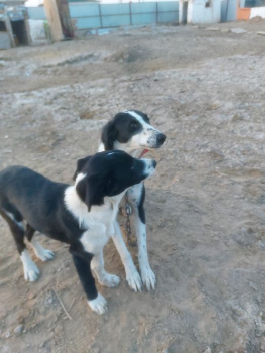 Тазы ургашы  кушыгымен сатылады