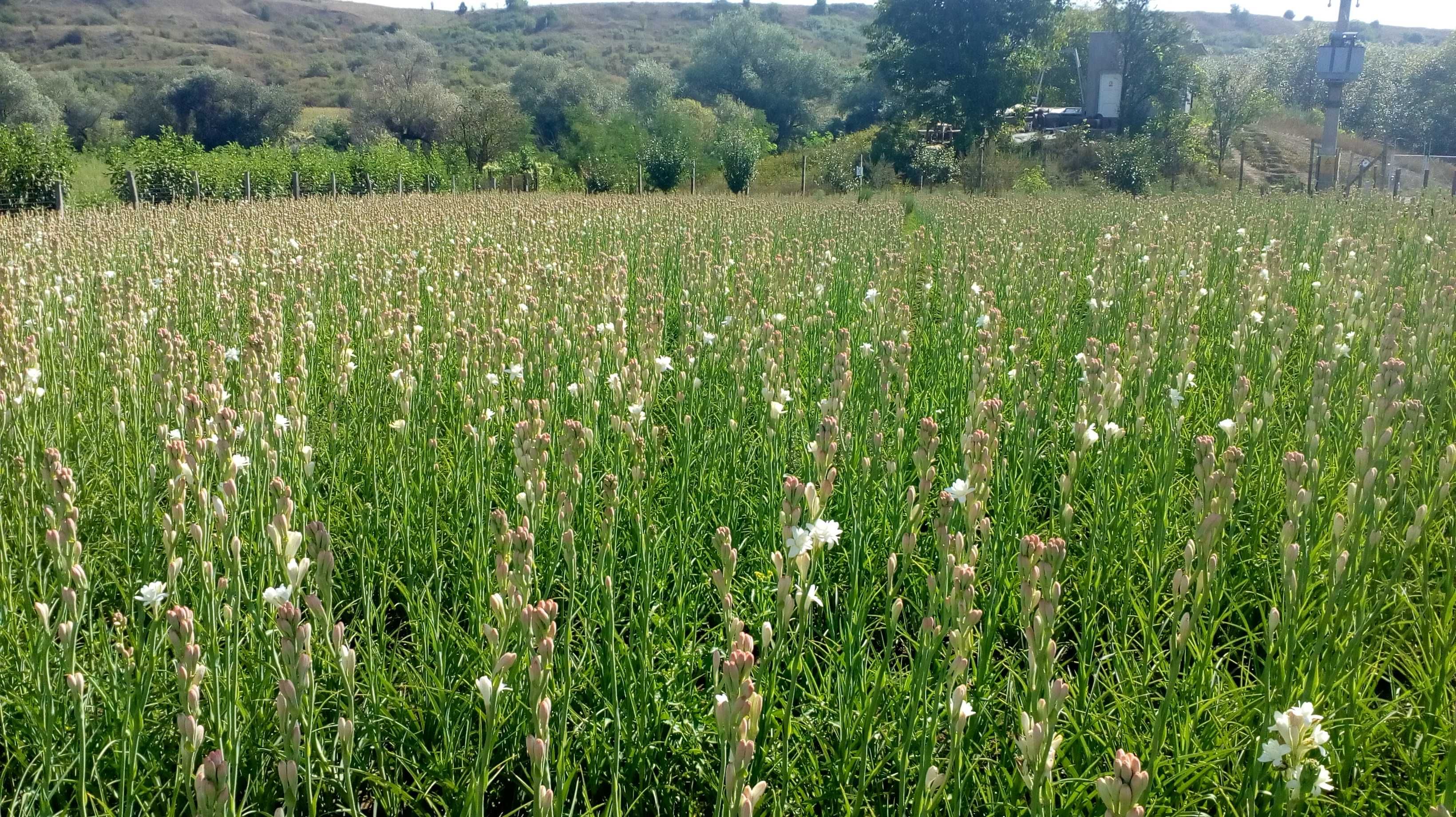 Bulbi de tuberoze albi, galbeni si roz, Preturi afisate in anunt