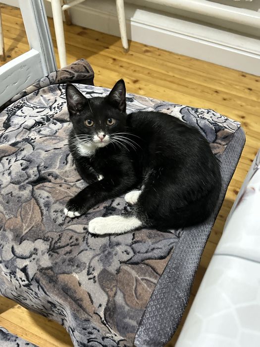 Отдам котёнка бесплатно