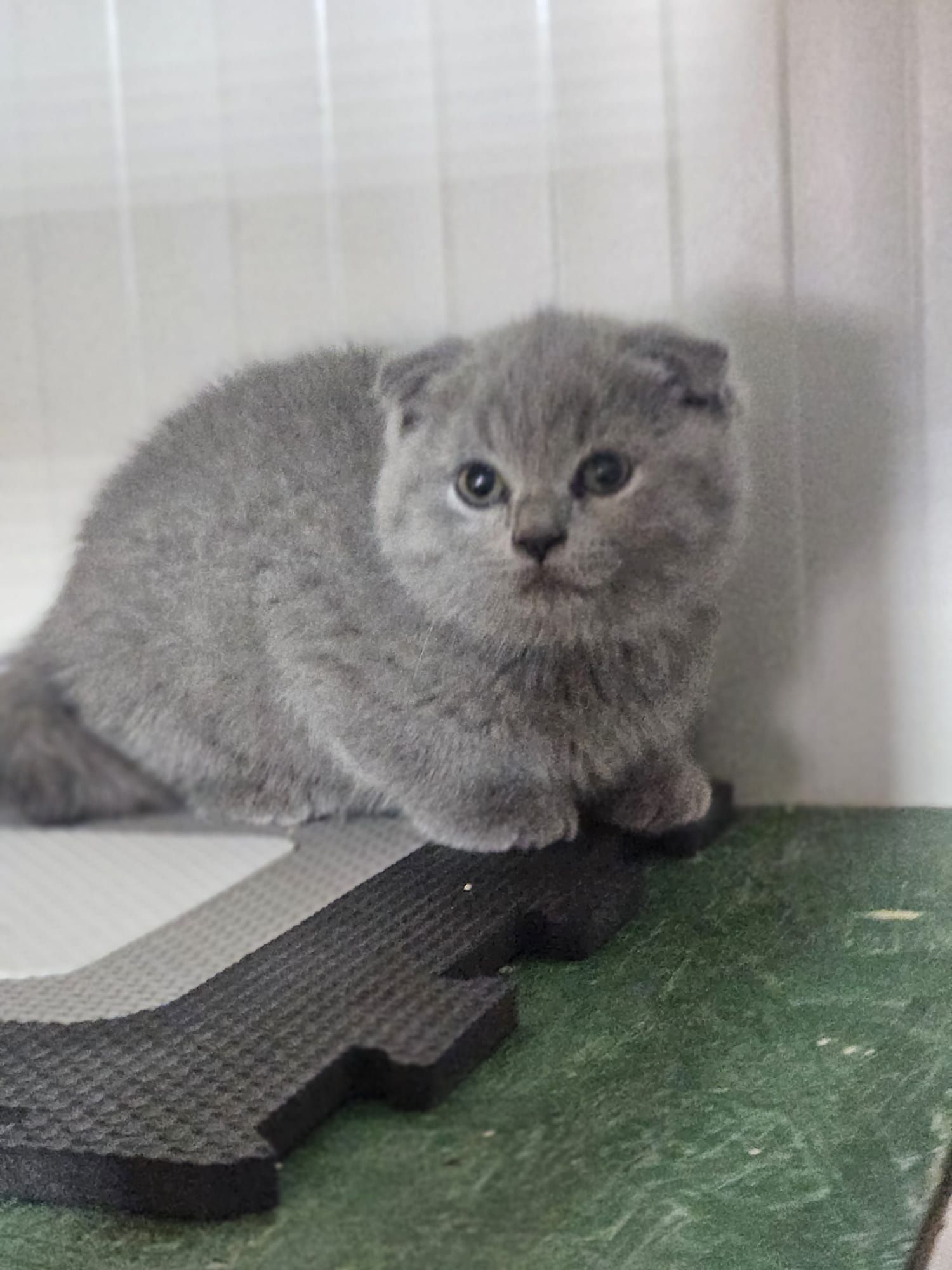 Scottish fold shorthair blue