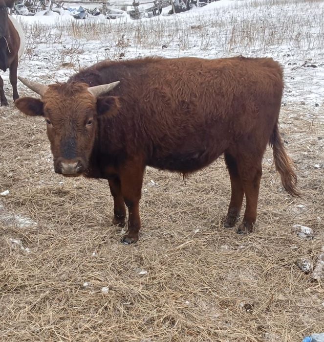 1,5 жасар Бұқалар сатылады срочна