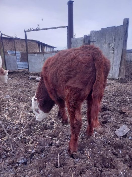 Подсос полторашка