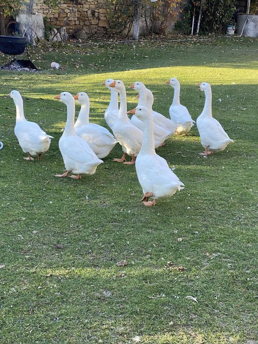 Vand gaste de anul acesta