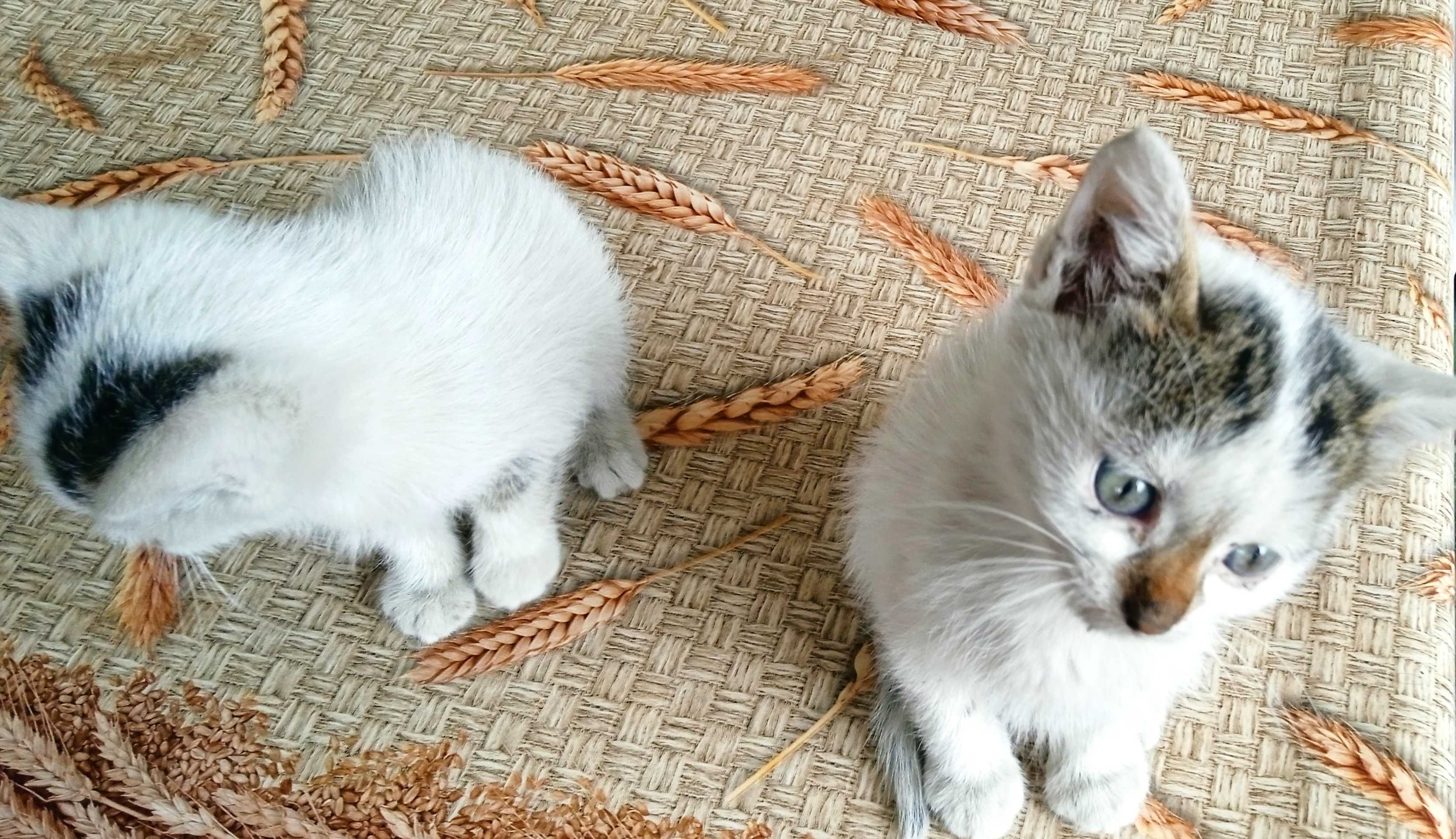 Подаряват се котки