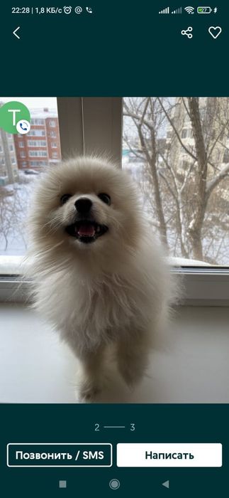 Мальчик шпиц 4 года