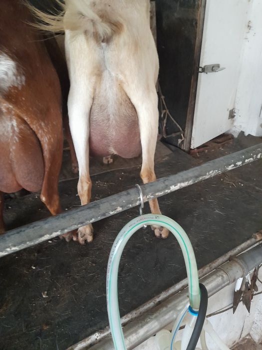 Vând 60 de capre cu lapte și tineret