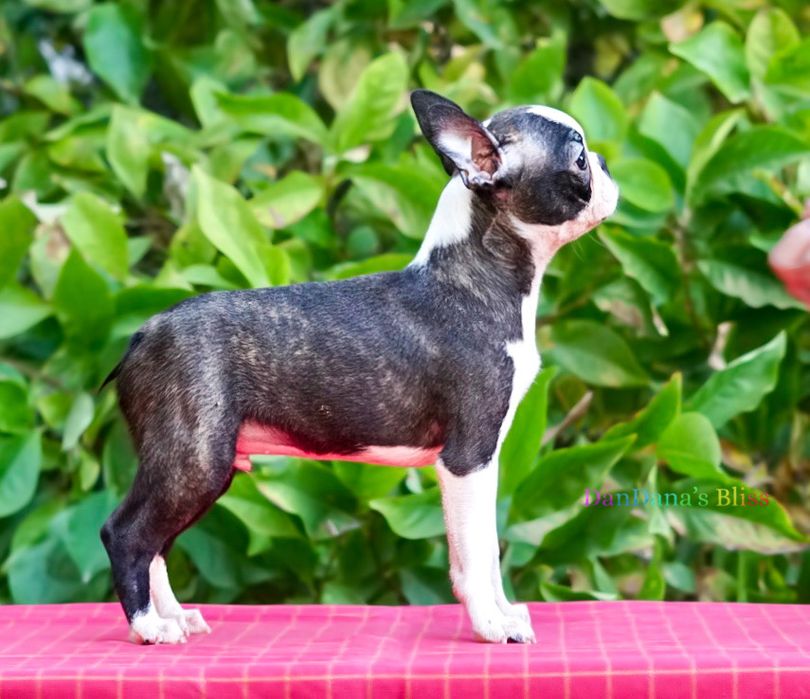 Baietel boston terrier cu pedigree