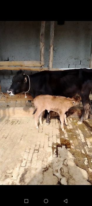 Ona bola sigir sotiladi.