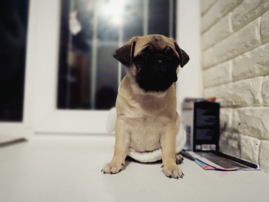 Продам мопсиков девочки