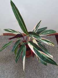 Planta de interior specia Stromanthe