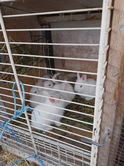 Vănd iepurași cap de leu