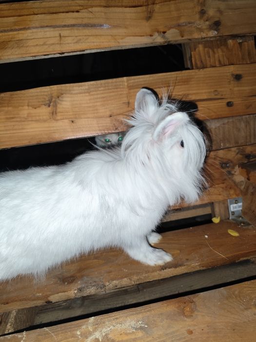 Iepuroaica cap de leu