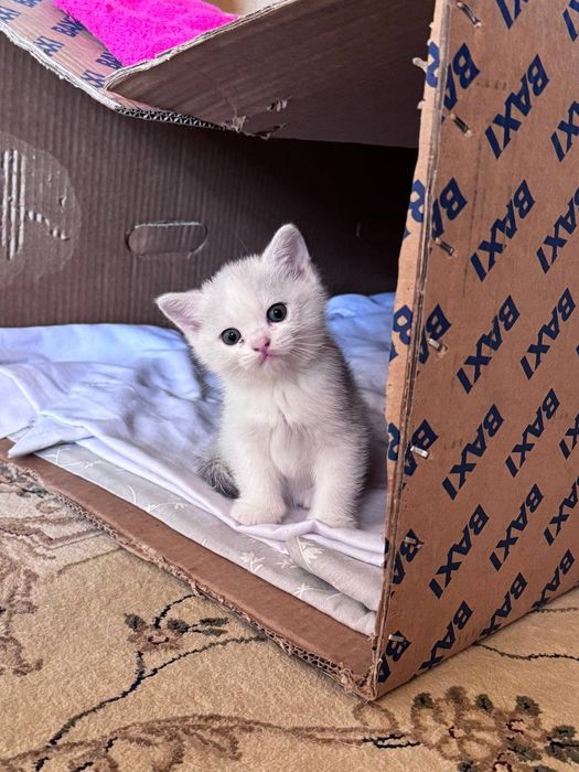 Породыстие котята